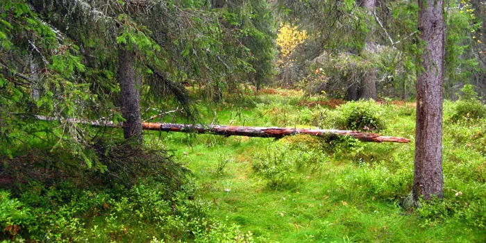 Tre ligger over stien gjennom skogen