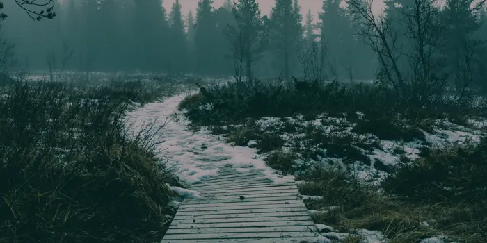 Kloppelagt potesti over myra. Foto: ©Cecilie Hatløy