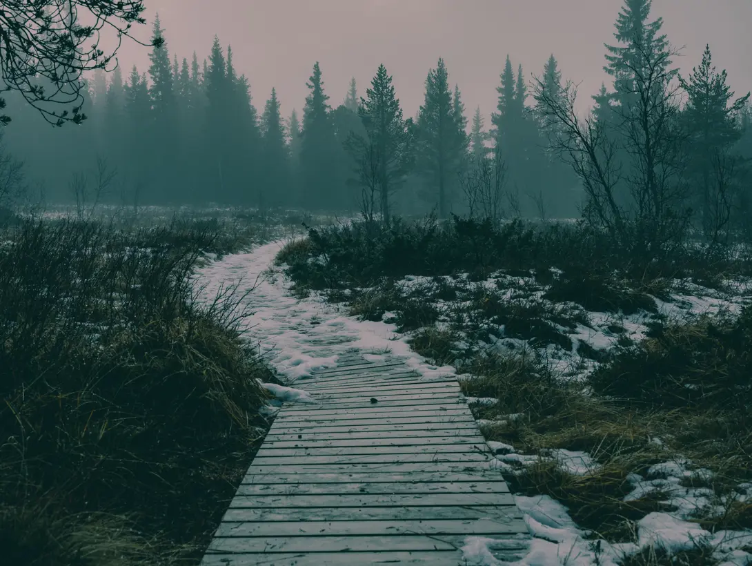 Kloppelagt potesti over myra. Foto: ©Cecilie Hatløy