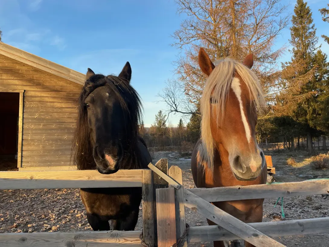 Hestene Lotte og Rødi
